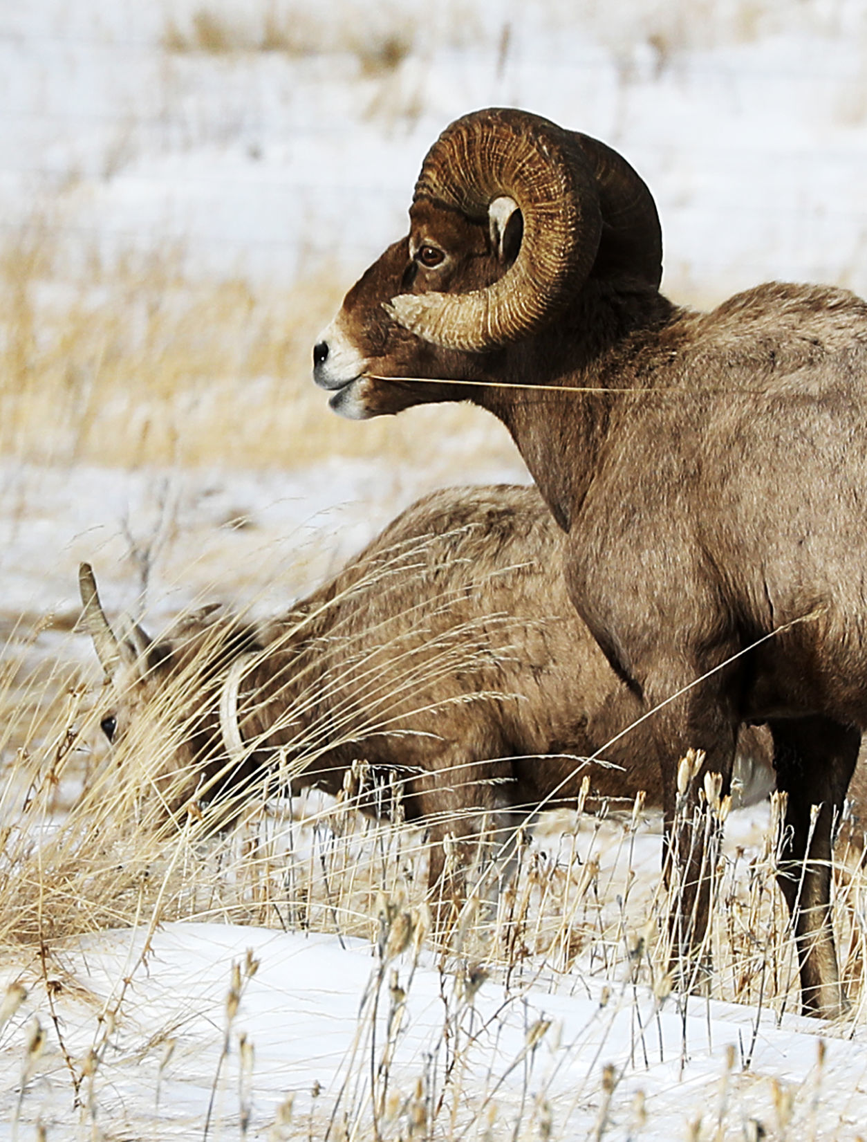 Bighorn Sheep make annual appearance